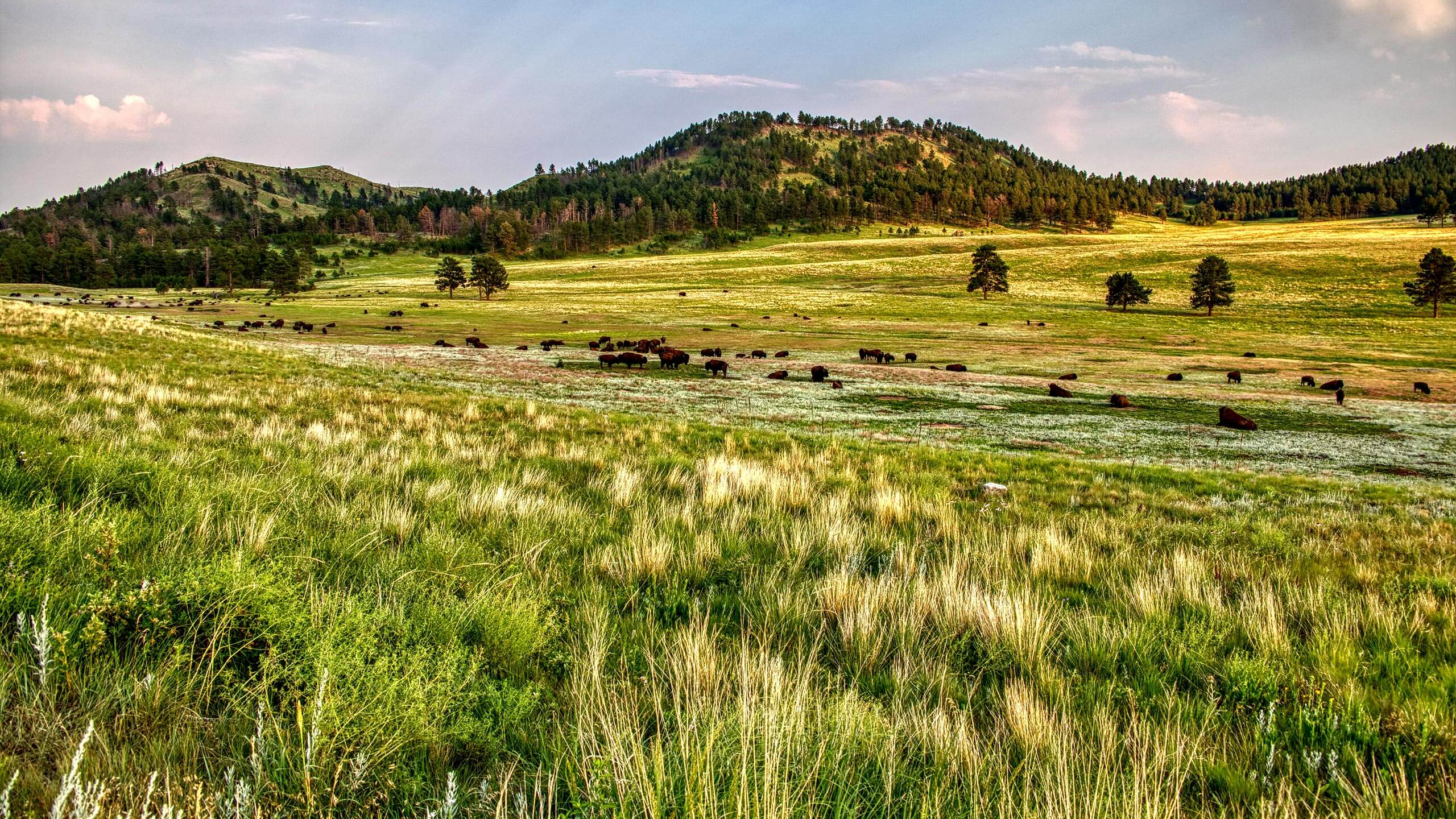 Bison grazing across the Black Hills grasslands
